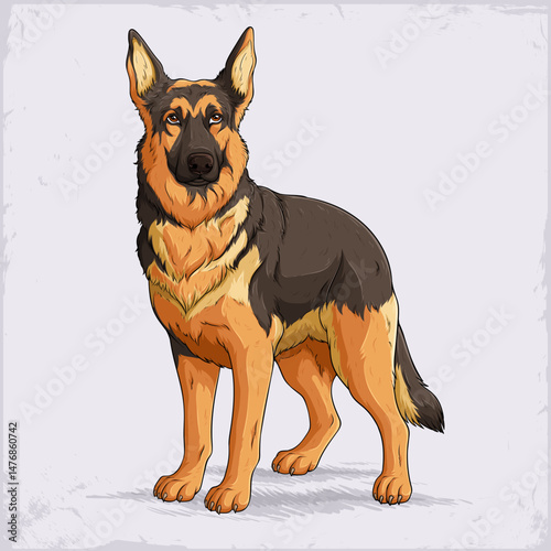 Hand drawn dog breed German shepherd, large sized standing Alsatian herding and working dog, tan with black saddle domestic dog