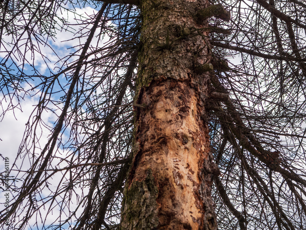 Fototapeta premium Close-up of a Norway spruce tree (Picea abies) infested by bark beetles, showing damaged trunk and dry branches, photographed from below with sky in background.