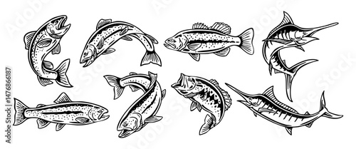 Vector illustration set of various fish species, including trout, bass, and marlin. Ideal for fishing logos, outdoor designs, stickers, and t-shirt designs