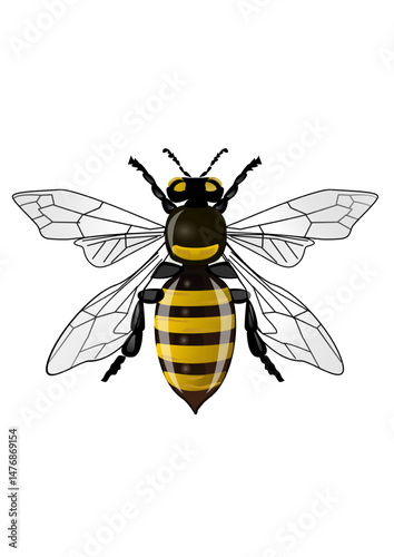 This is an illustration of a wasp