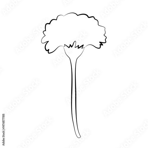 marigold flowers outline on isolated white background