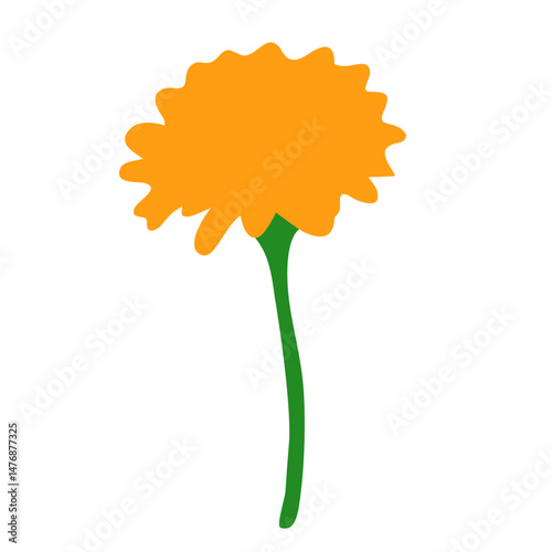 marigold flower isolated on white background. flat vector illustration. 