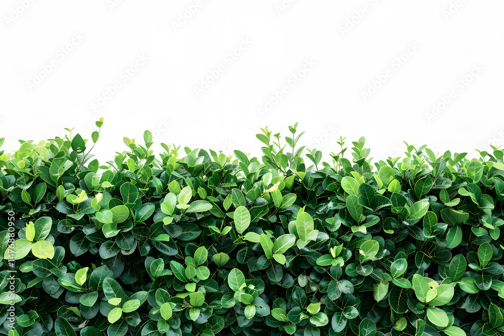 Obraz premium A green hedge wall with white background professiona 1721141967 1