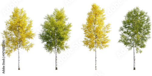 Set Of Quaking Aspen Populu isolated on a transparent background. High quality PNG, commercial use.