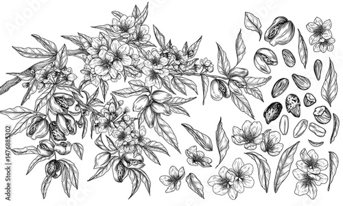 Vector set of blooming almond branches, leaves, nuts in shell and in cut, blossom, almond flakes. Collection of superfood nuts