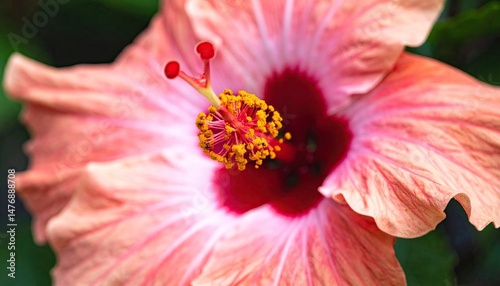 Close-up of a hibiscus