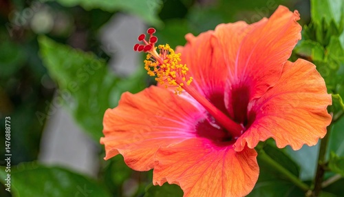 Close-up of a hibiscus