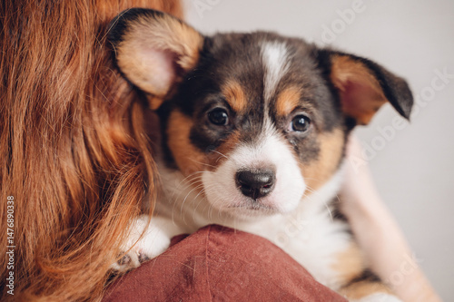 Curious and cute corgi puppy looking at camera, pet love and companionship concept. High quality photo