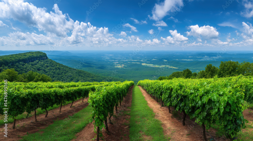 Naklejka premium Vineyard rows stretch toward a distant mountain vista under a vibrant blue sky with puffy white clouds on a sunny day, showing the beauty of nature.