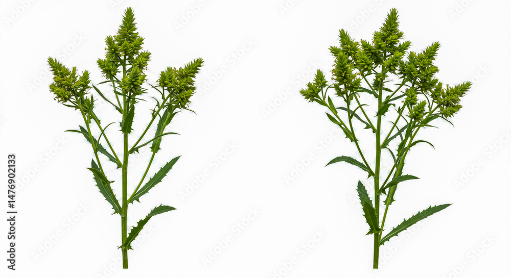 Fototapeta premium Fresh green wildflower stems isolated on white background perfect for botanical and floral designs