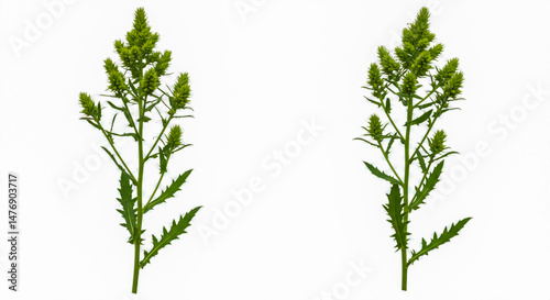 Two green flower stalks of an unknown plant set against a clean white background with detailed leaves.