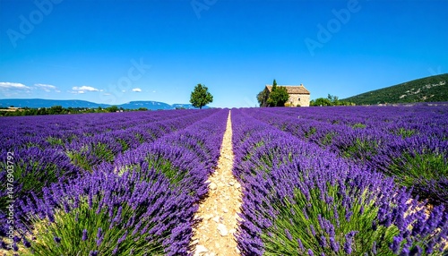  Lavender Fields in Provence 