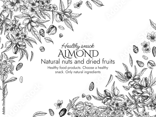Vector frame with a branch of blooming almonds in engraving style. Graphic banner with nuts on a tree. Template with the cultivation of a healthy snack. Nuts in shell and in cut form, almond flakes