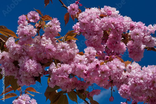 Japanese cherry three flowers in springtime