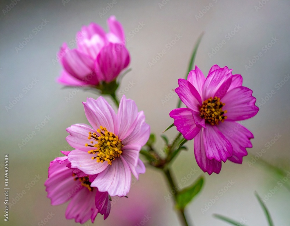 Obraz premium Flowers