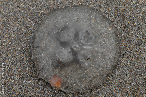 Moon jellyfish (Aurelia aurita), washed ashore on the beach