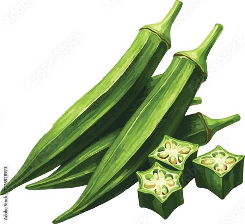Vector watercolor illustrated okra