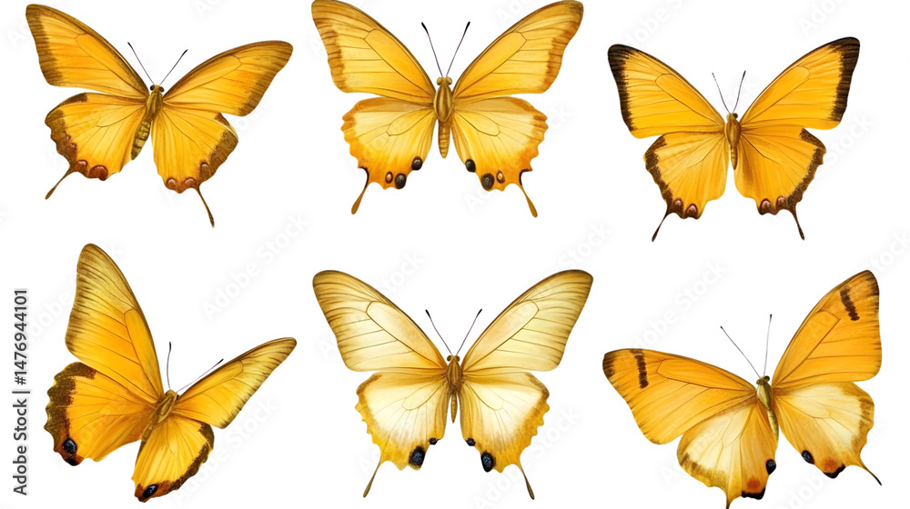 Fototapeta premium Vibrant Collection of Yellow Butterflies - Transparent Background