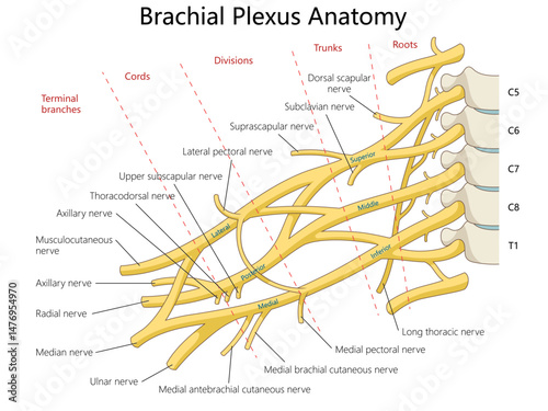 brachial plexus anatomy showing roots, trunks, divisions, cords, terminal nerve branches for educational and clinical use diagram hand drawn schematic vector. Medical science educational illustration