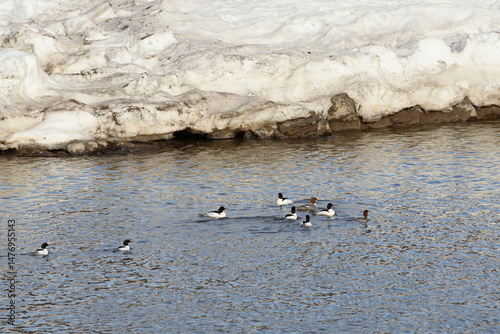 Common Merganser group swimming in river with large snow bank along the shoreline.