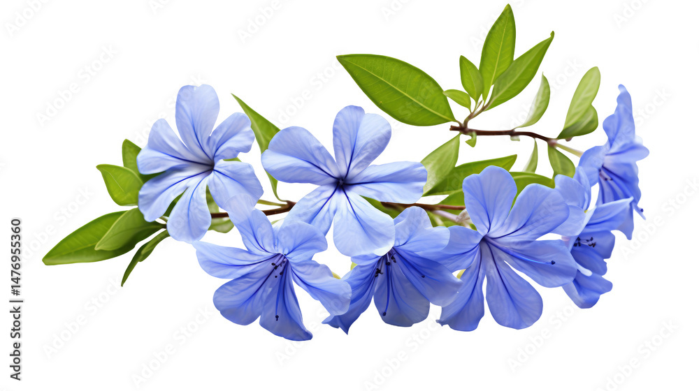 Fototapeta premium Plumbago (Cape Leadwort) Flower Isolated on Transparent Background