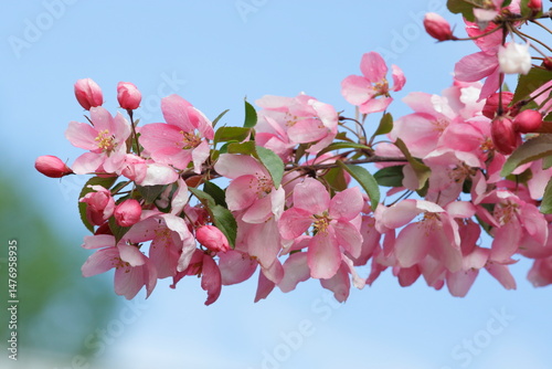 Apple tree branch with pink flowers in full bloom against blue background.