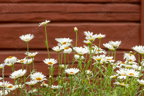 Konstfotografi Beautiful white flowers of Leucanthemum vulgare
