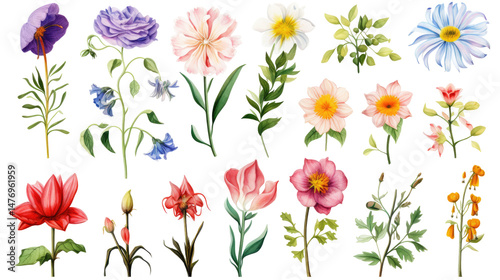 Various Beautiful Blooming Flowers Isolated on Transparent Background