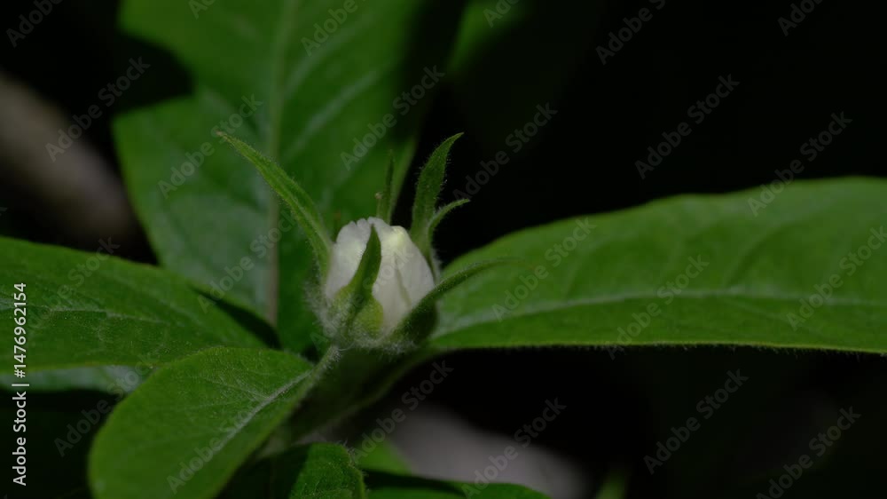 Medlar in flowering, slight breeze, spring (Mespilus germanica) - (4K) Medlar in flowering, slight breeze, spring (Mespilus germanica) - (4K)