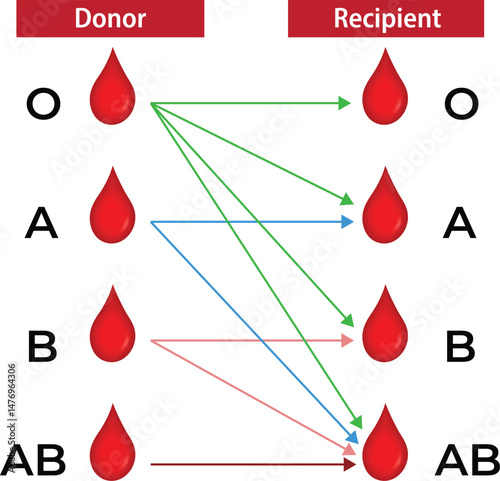 An infographic of blood types transfusion group