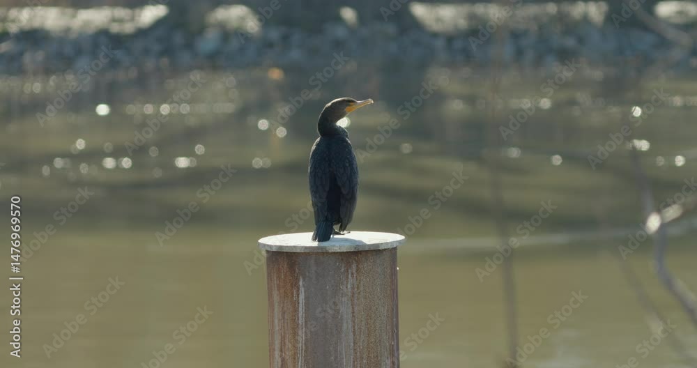 Great cormorant sunbathing over wooden post, with blurred water stream in the background