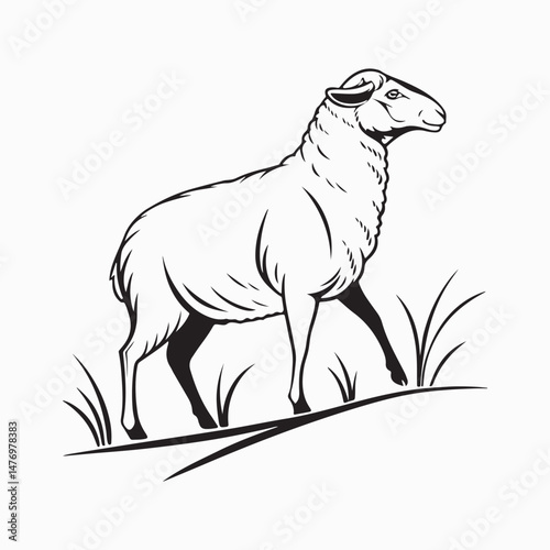 merino sheep vector art illustration