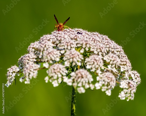 Wasp on a Flower