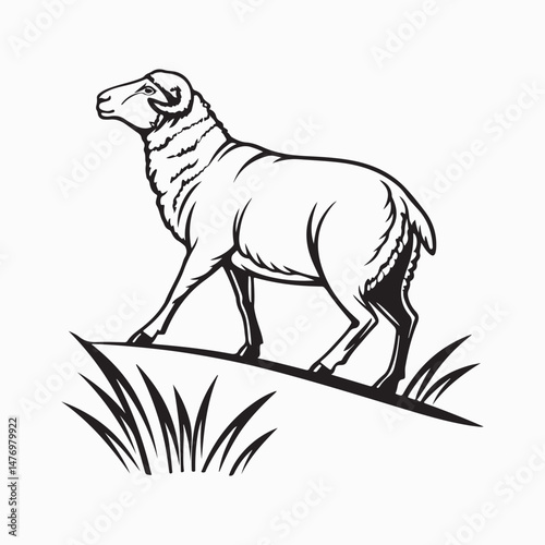 merino sheep vector art illustration
