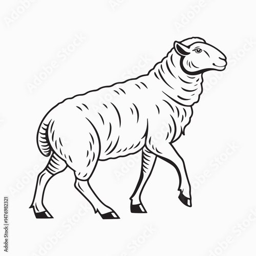 merino sheep vector art illustration