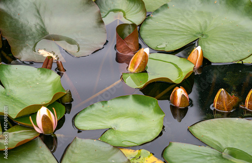 water lilies floating on the surface of the water in the city pond.
