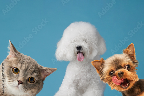 Cute dog and cat faces with funny expressions on blue studio background. photo