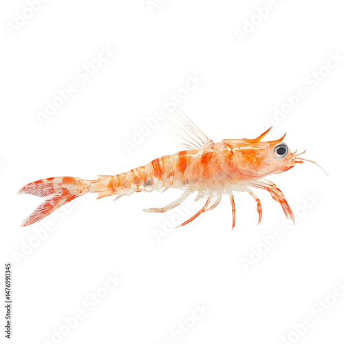 Wallpaper Mural side view of Crab fish isolated [Transparent Background PNG]. Torontodigital.ca