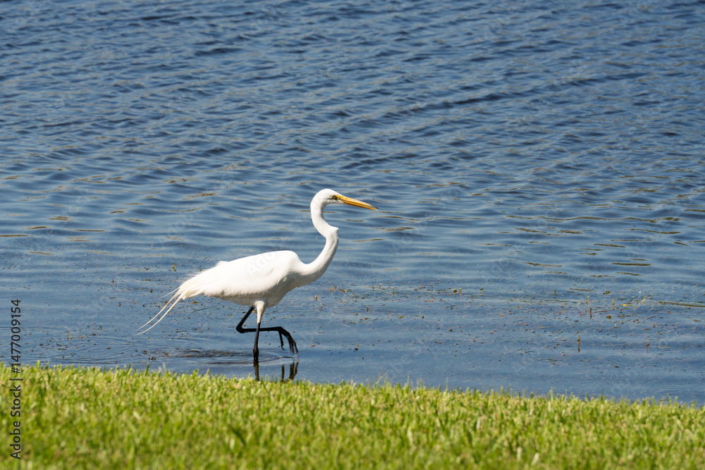 Fototapeta premium great white egret