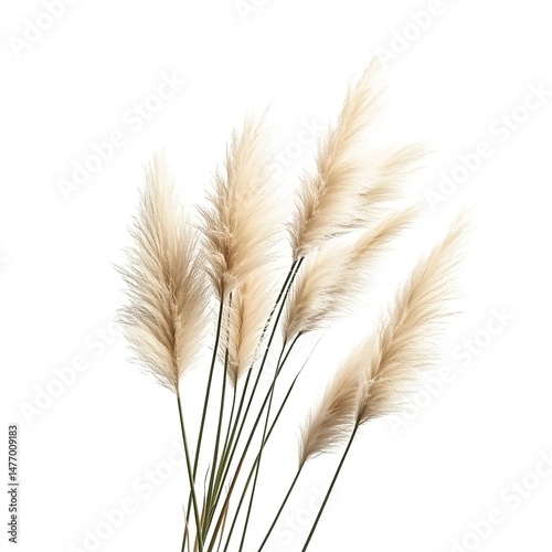 Pampas grass bundle with feathery plumes on white background.