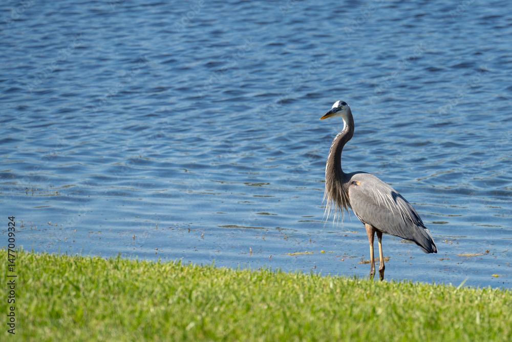 Fototapeta premium great blue heron
