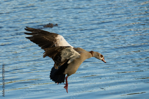 Egyptian goose in flight
