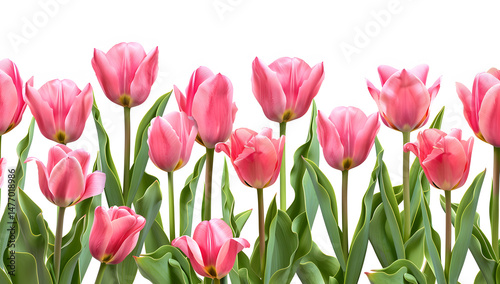 Pink tulips bordering an isolated area on a white ba 1721127351 1