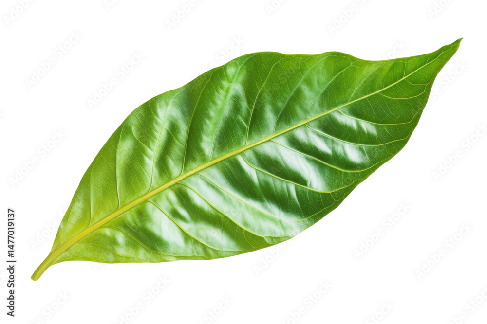 Fototapeta premium Close-up of a Vibrant Green Leaf . Transparent background PNG