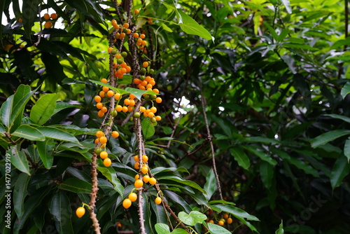 Tinospora cordifolia can be used in herbal medicine.