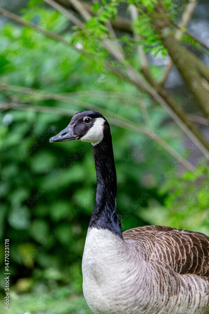 Canadian goose in a park