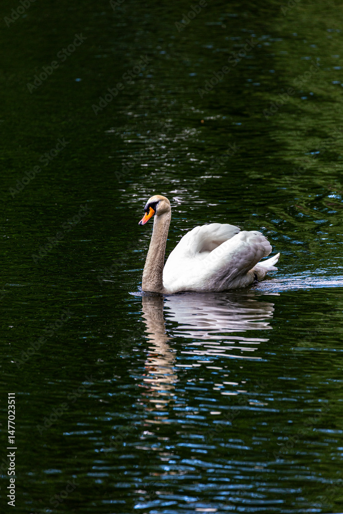 White mute swan swimming in lake