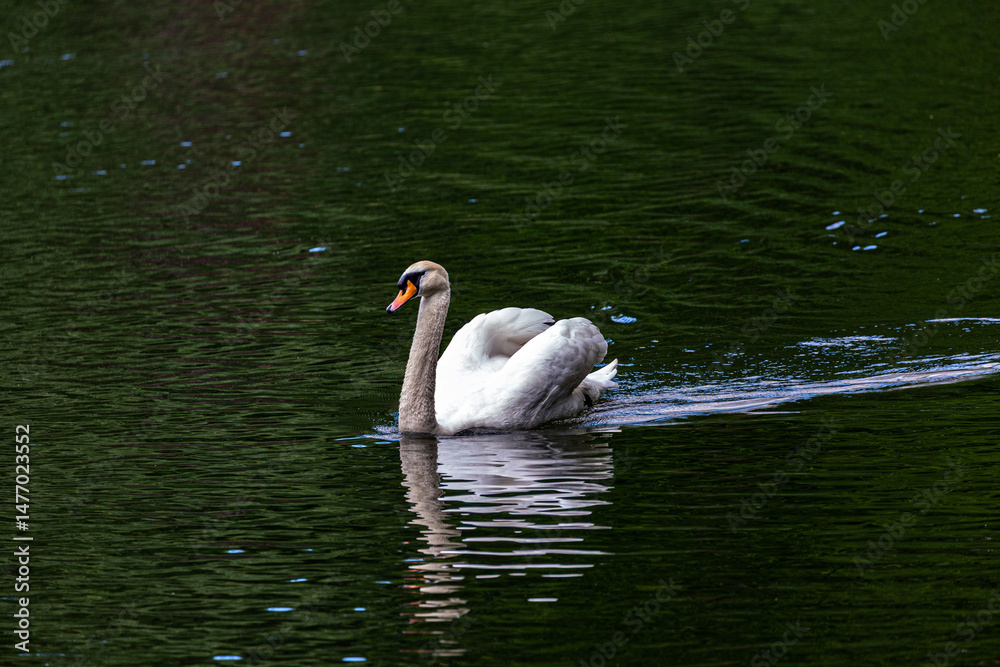 White mute swan swimming in lake