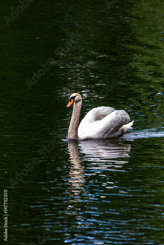 Obraz na płótnie White mute swan swimming in lake w salonie