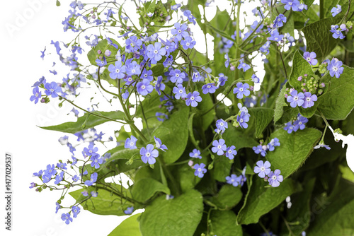 forget-me-not